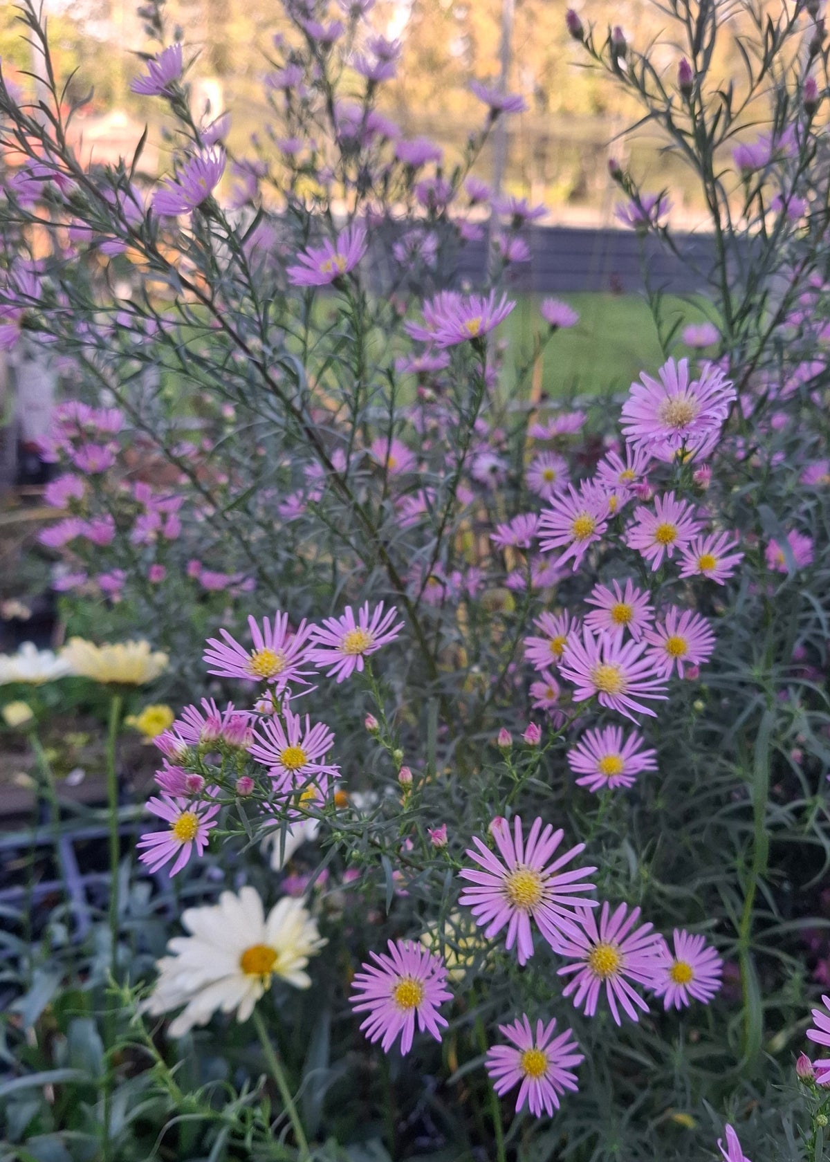 Aster ericoides 'Pink Star'