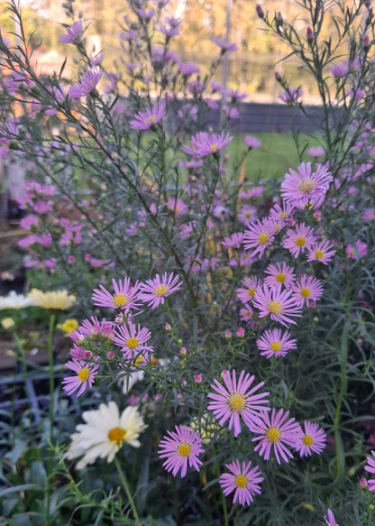 Aster ericoides 'Pink Star'