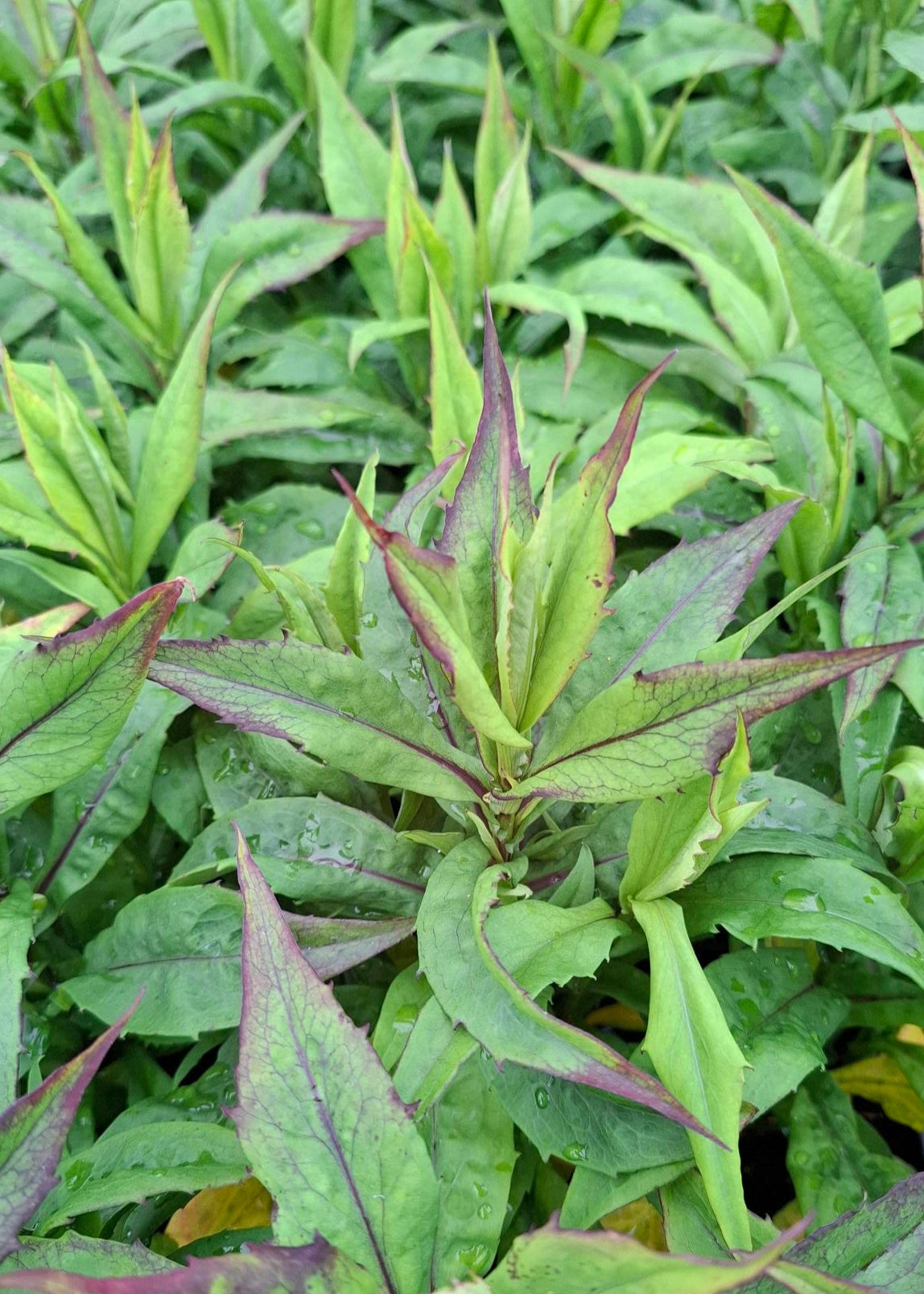 Aster dumosus 'Blue Lapis'