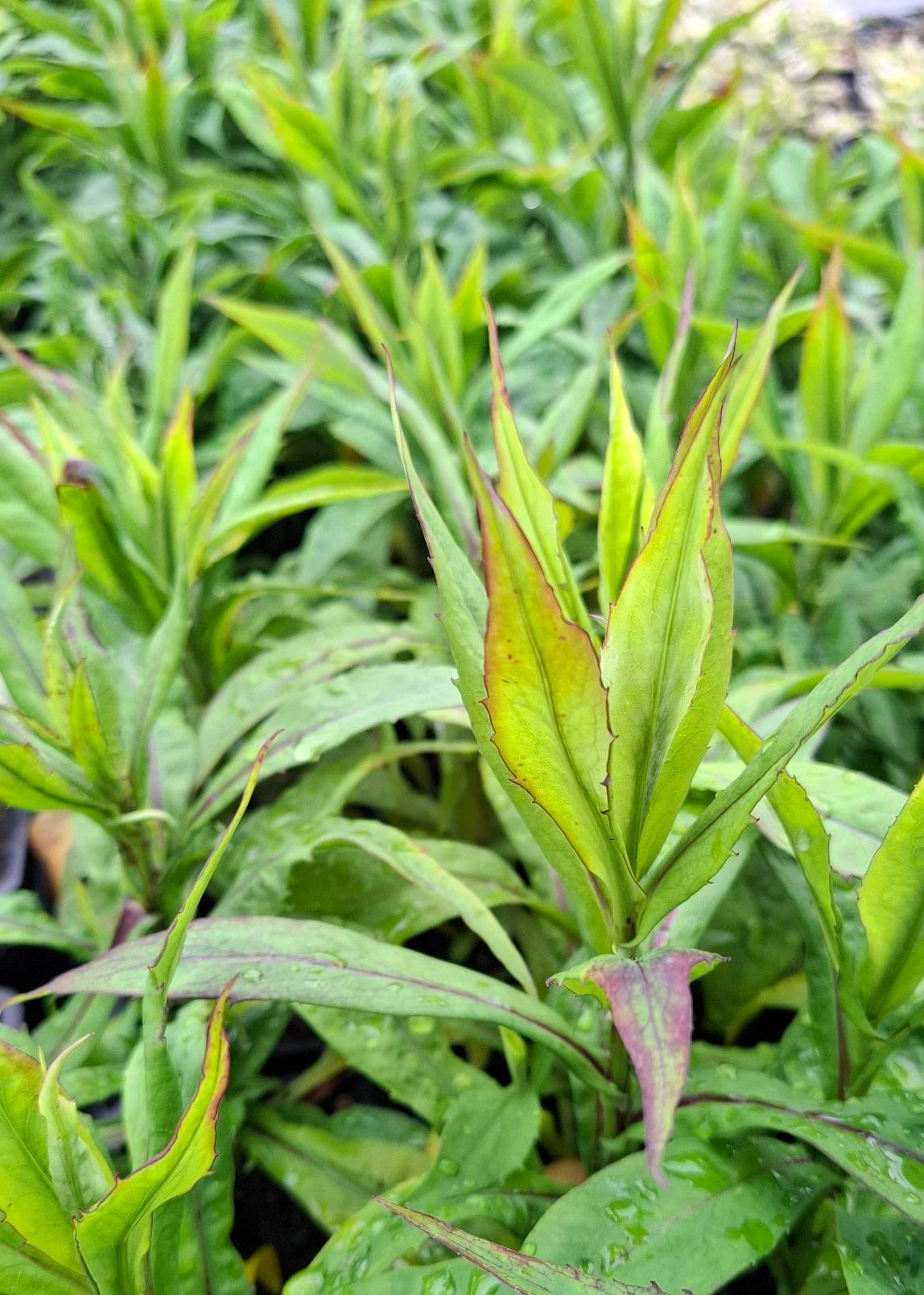 Aster dumosus 'Blue Lapis'