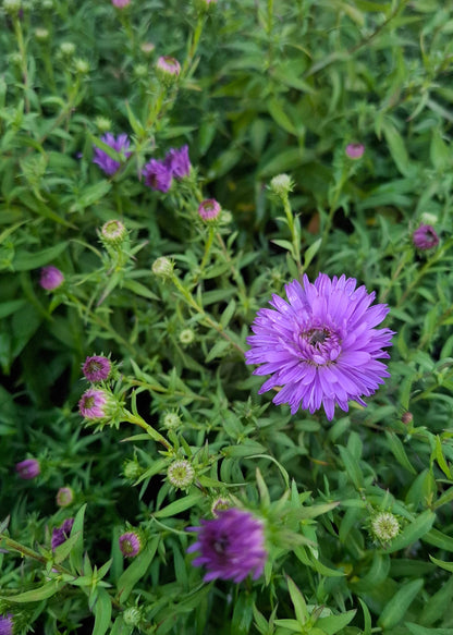 Aster dumosus 'Blue Lapis'