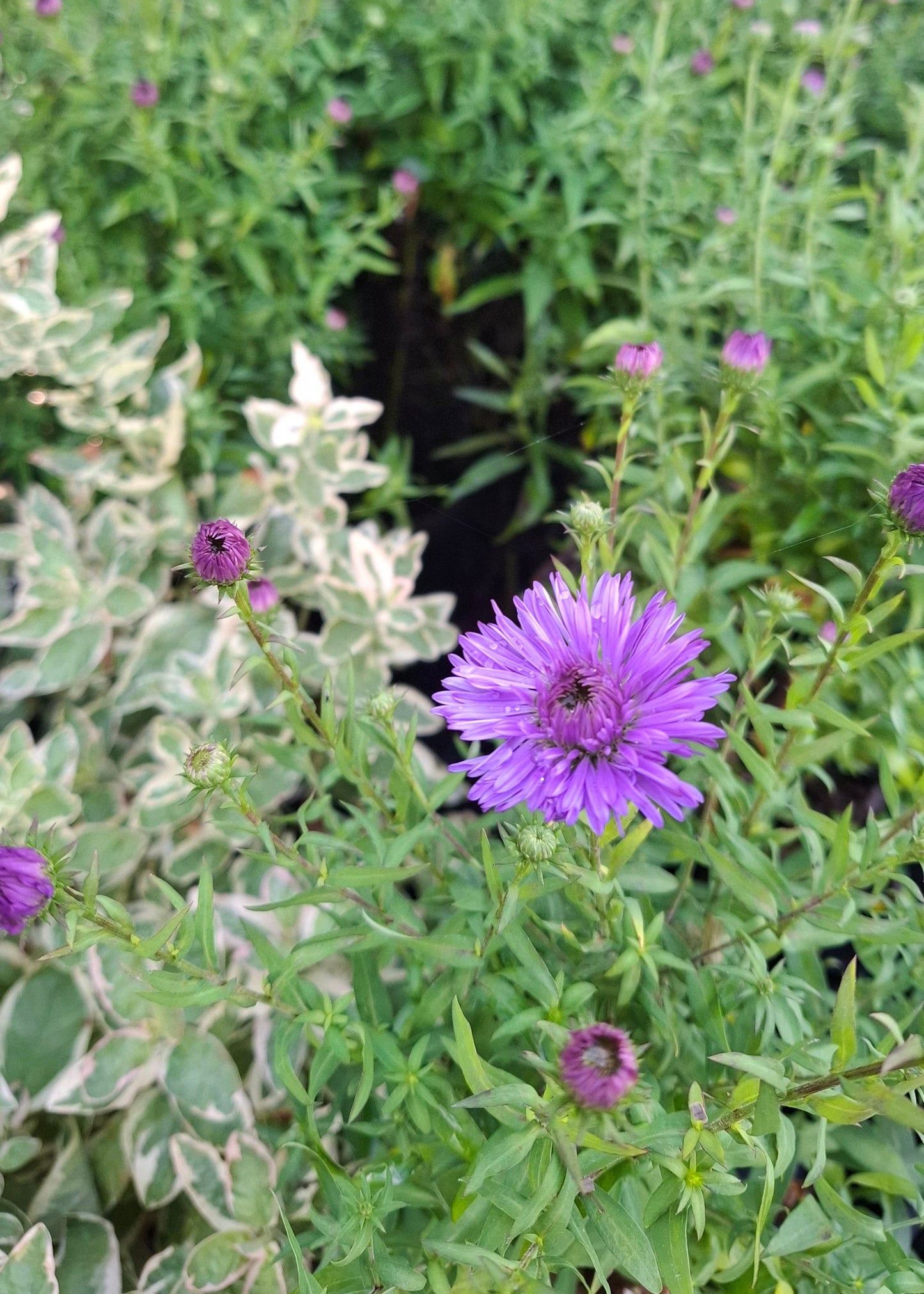 Aster dumosus 'Blue Lapis'