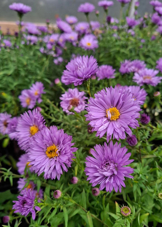 Aster dumosus 'Blue Lapis'