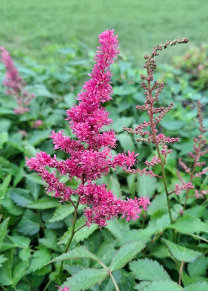 Astilbe 'Drum and Bass'