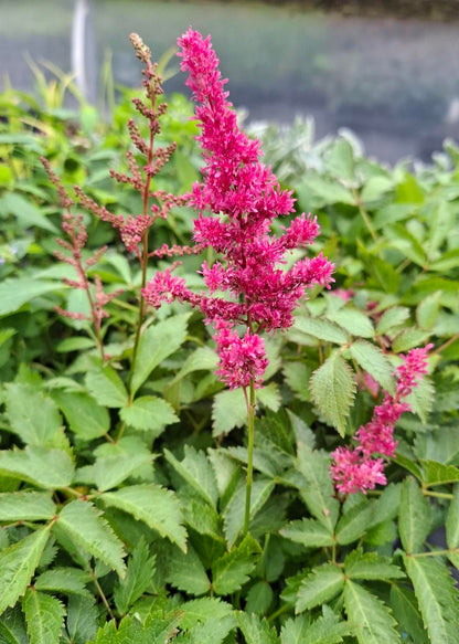 Astilbe 'Drum and Bass'