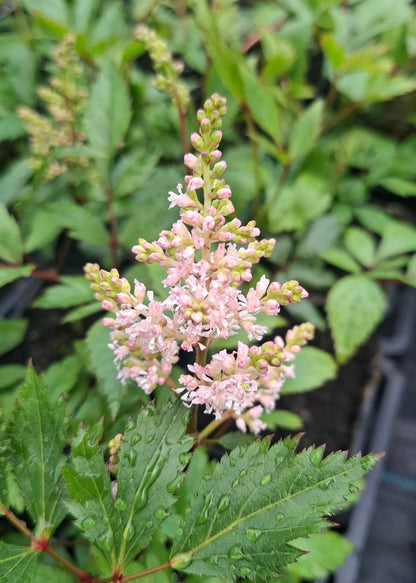 Astilbe Light Pink