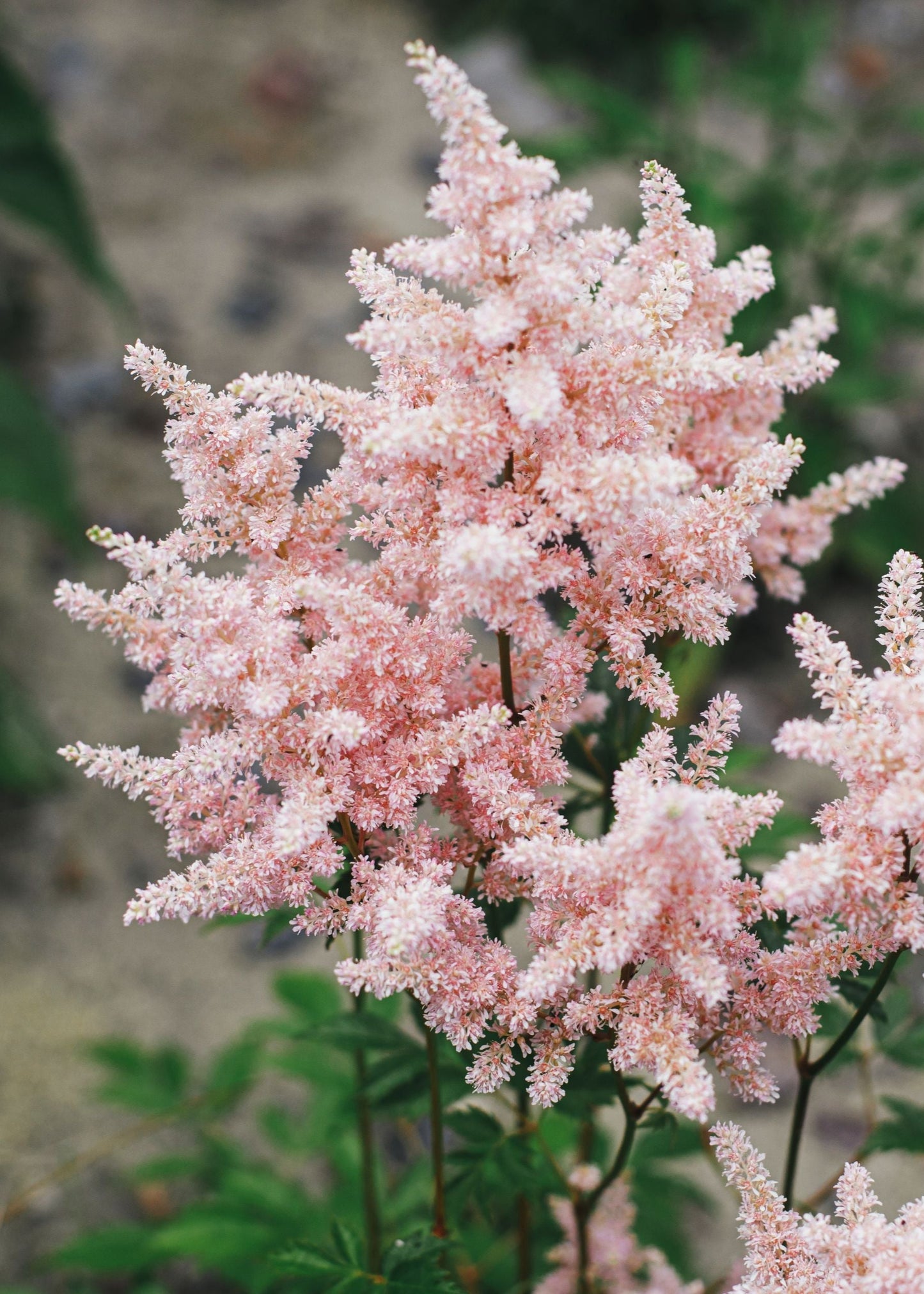 Astilbe Peaches and Cream