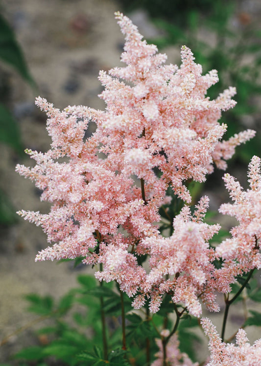 Astilbe Peaches and Cream