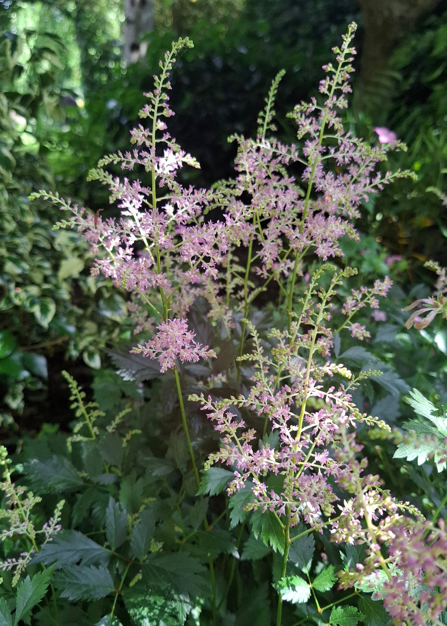 Astilbe Pink