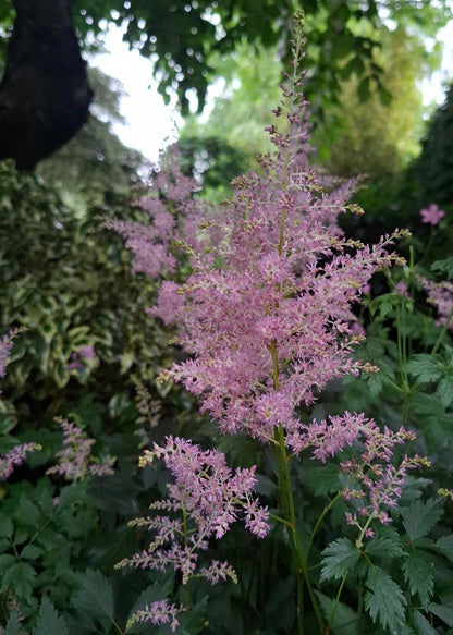 Astilbe Pink