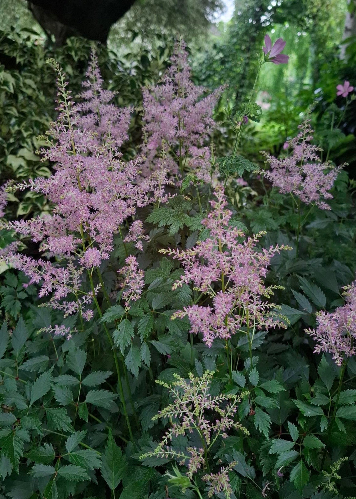 Astilbe Pink