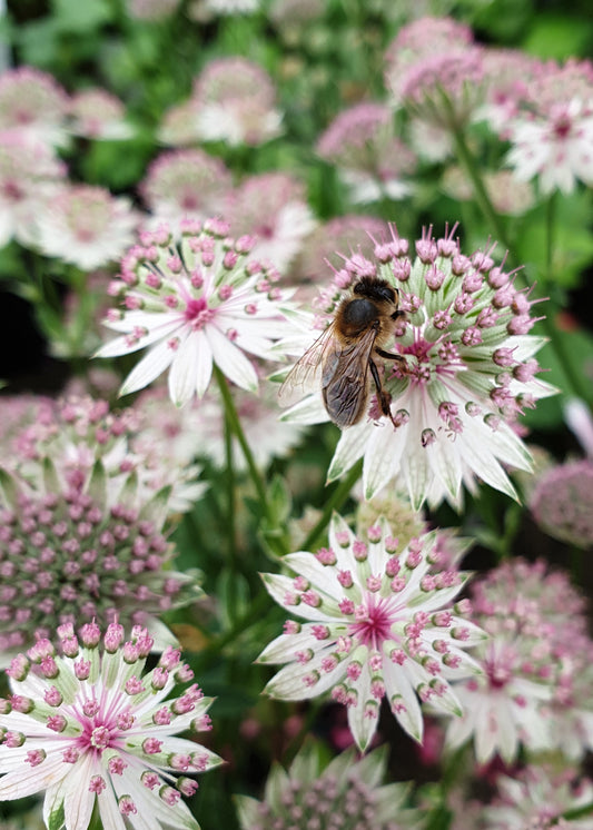 Astrantia major
