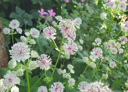 Astrantia major