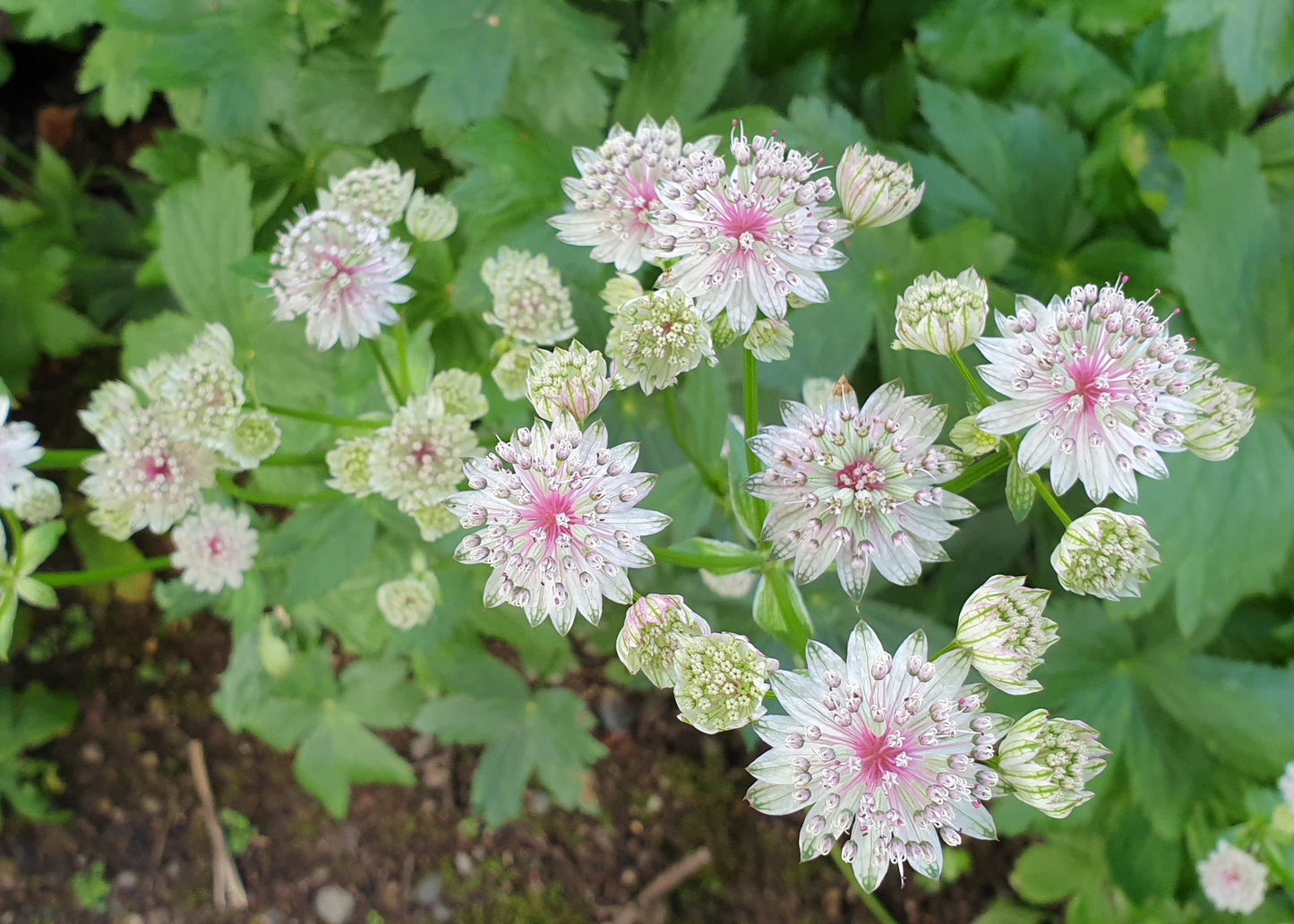 Astrantia major