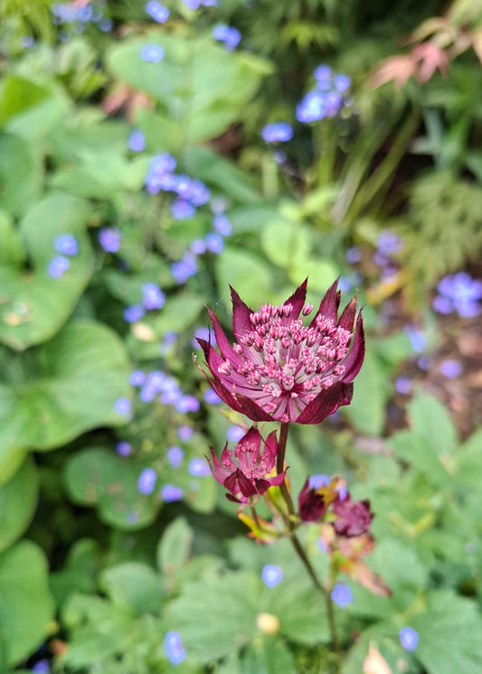 Astrantia major 'Moulin Rouge'