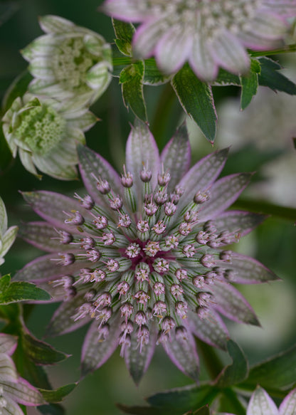 Astrantia major 'Pink Pride'
