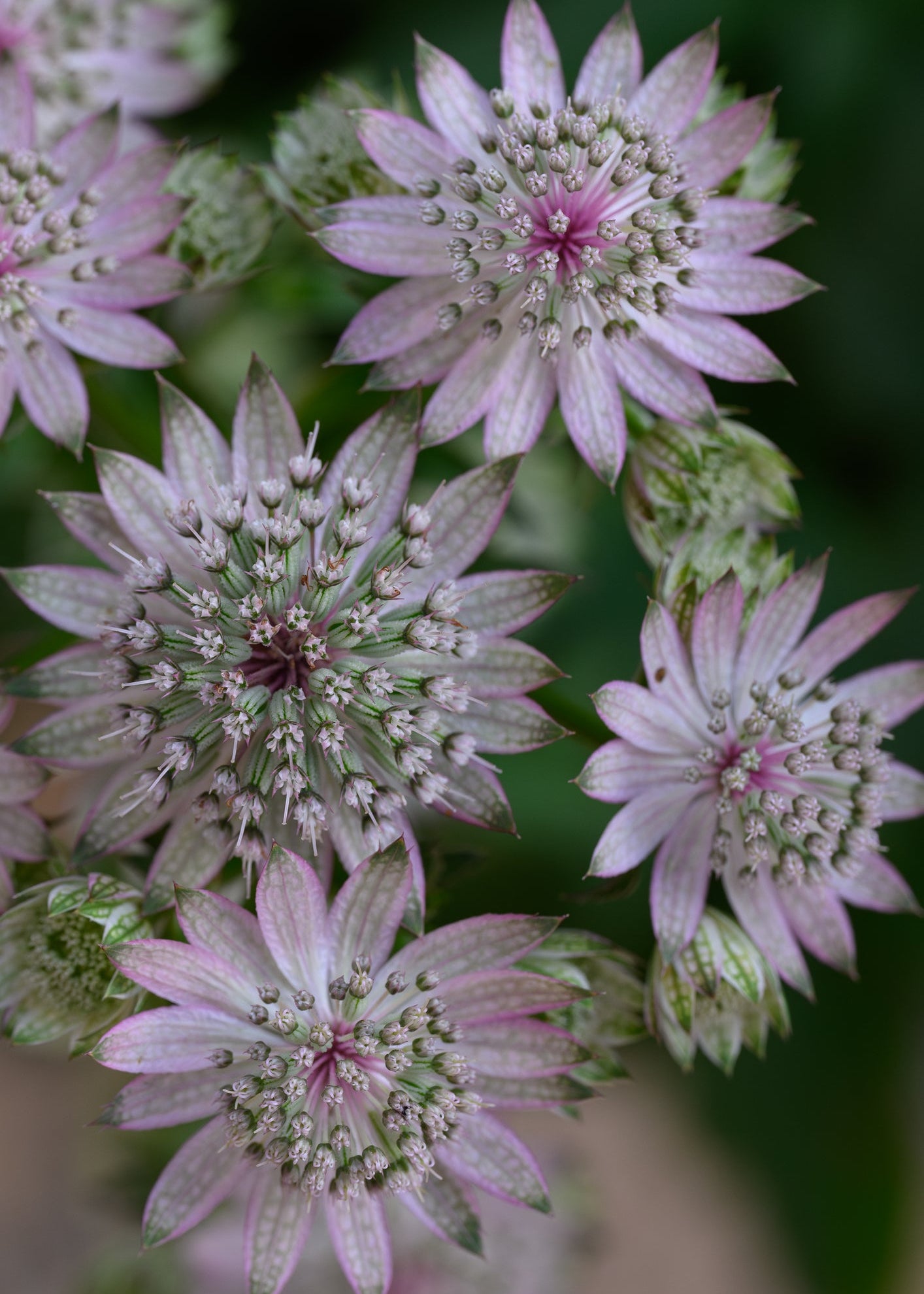 Astrantia major 'Pink Pride'