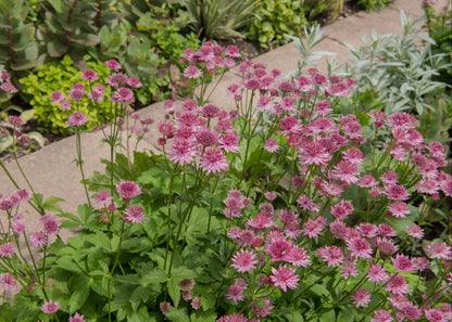 Astrantia major 'Pink Pride'