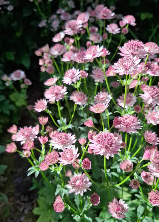 Astrantia major 'Roma'