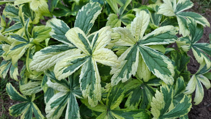 Astrantia major 'Sunningdale Variegated'