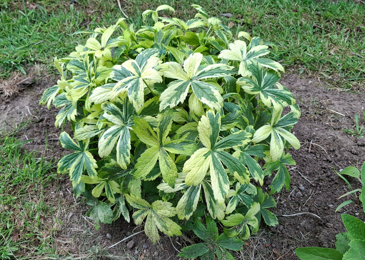 Astrantia major 'Sunningdale Variegated'