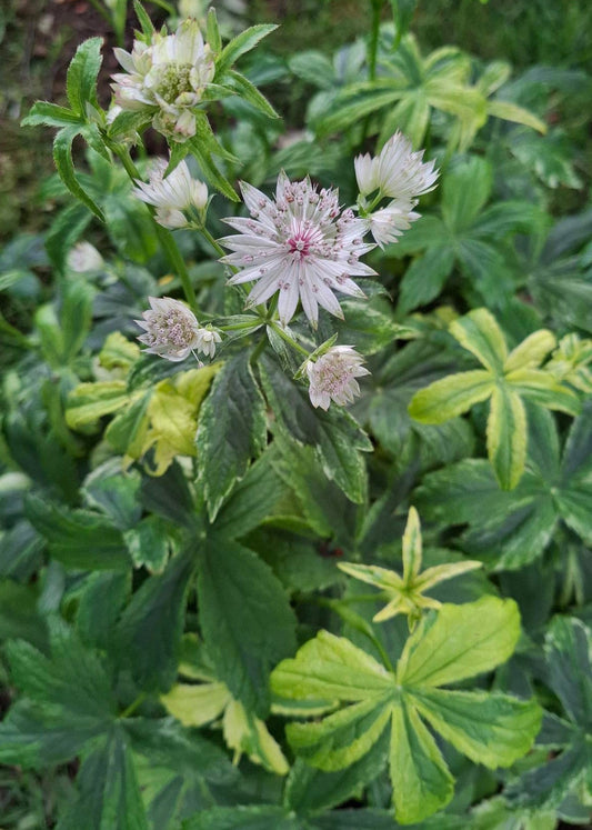 Astrantia major 'Sunningdale Variegated'
