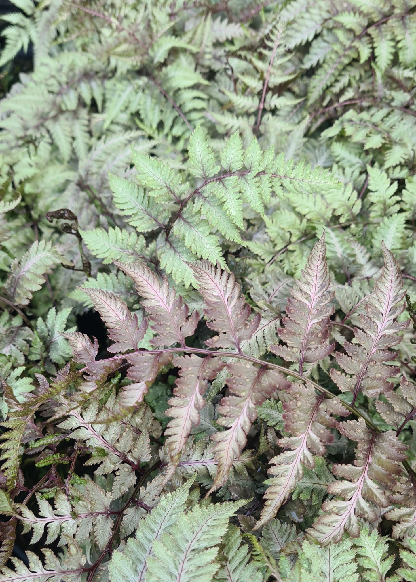 Athyrium niponicum 'Metallicum'