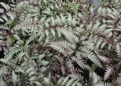 Athyrium niponicum 'Metallicum'