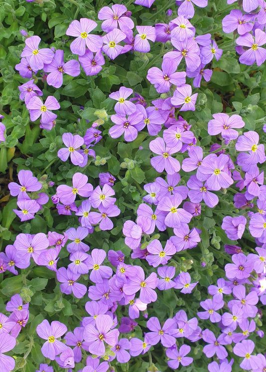 Aubrieta deltoidea