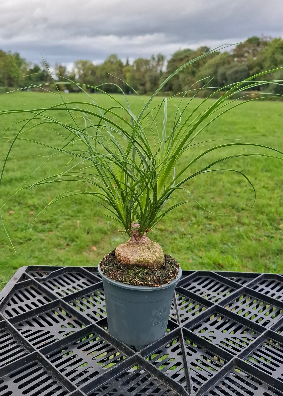 Beaucarnea recurvata / Ponytail Palm