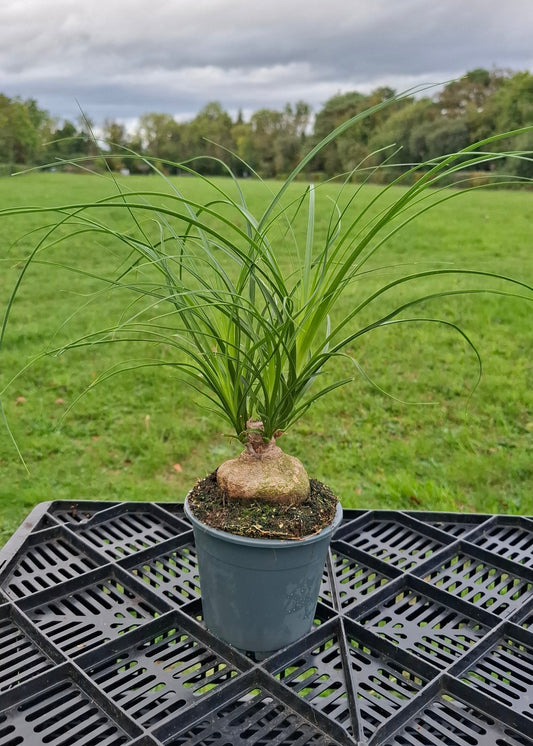 Beaucarnea recurvata / Ponytail Palm