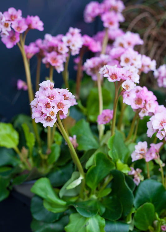 Bergenia 'Baby Doll'