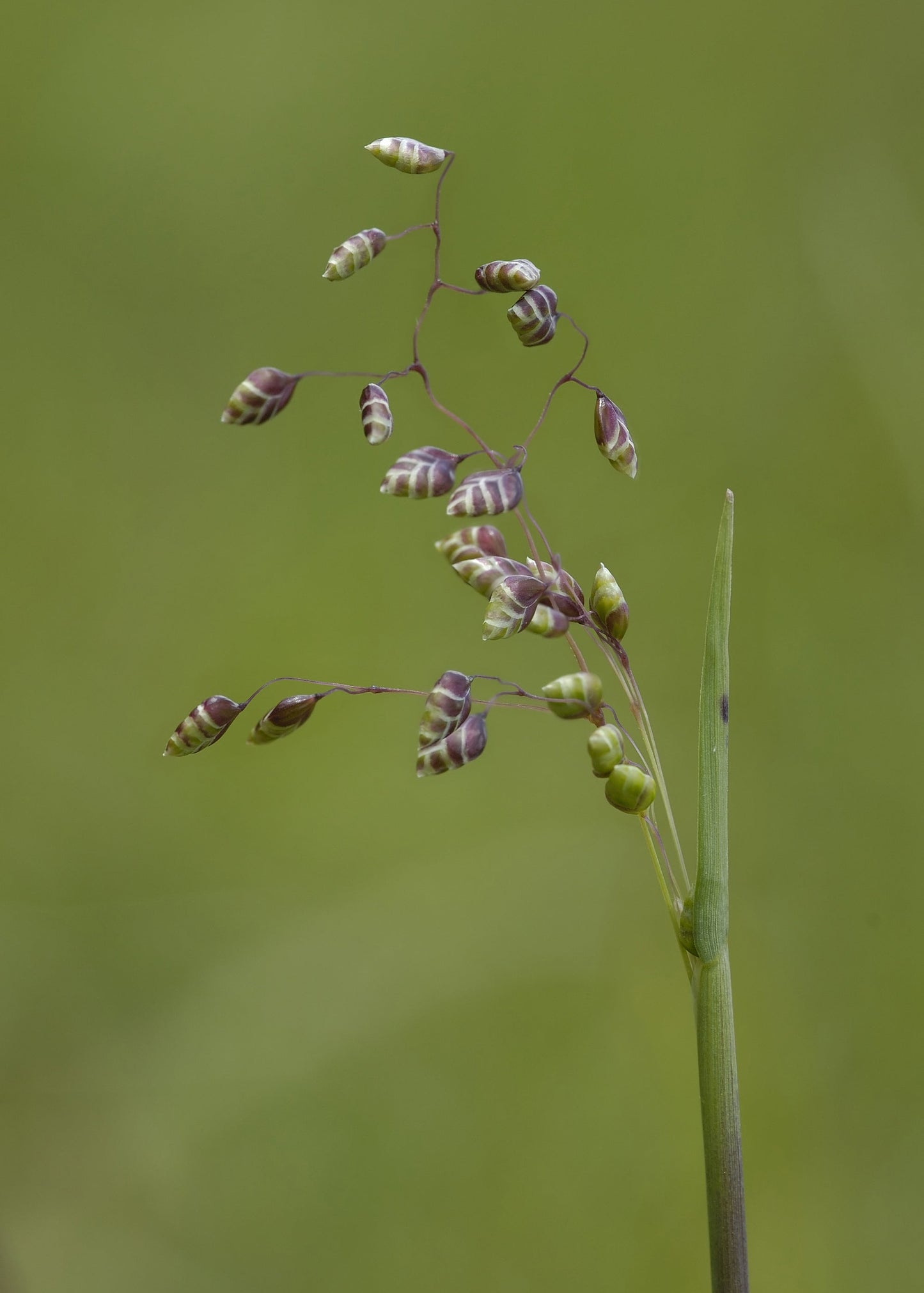 Briza media 'Tinkerbell'