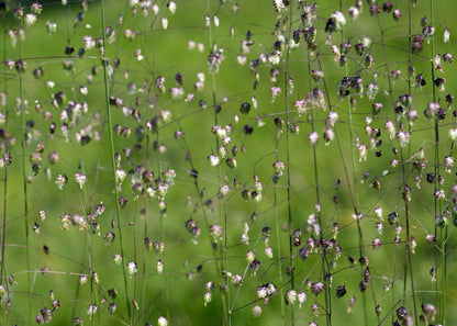 Briza media 'Tinkerbell'