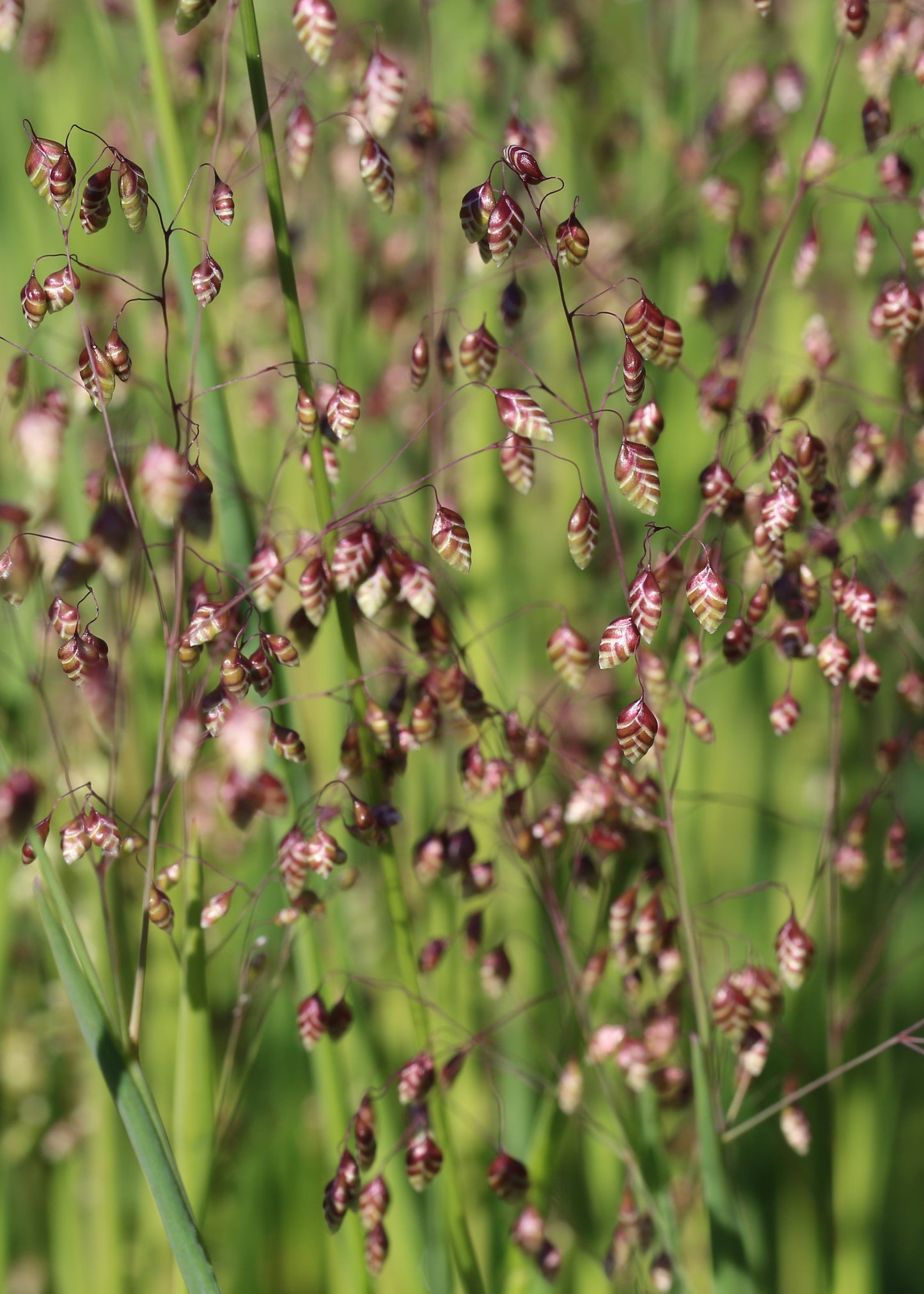 Briza media 'Tinkerbell'