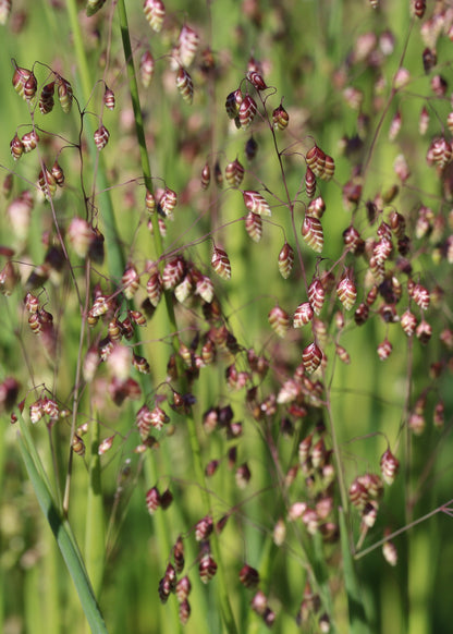 Briza media 'Tinkerbell'