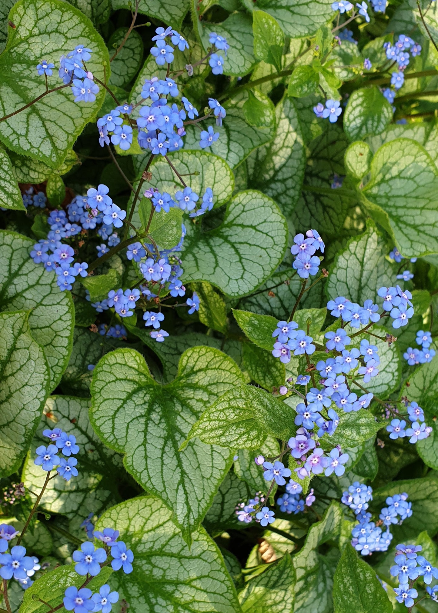 Brunnera macrophylla 'Jack Frost'