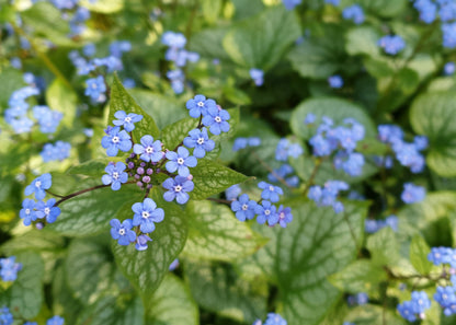 Brunnera macrophylla 'Jack Frost'