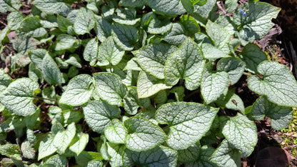 Brunnera macrophylla 'Jack Frost'
