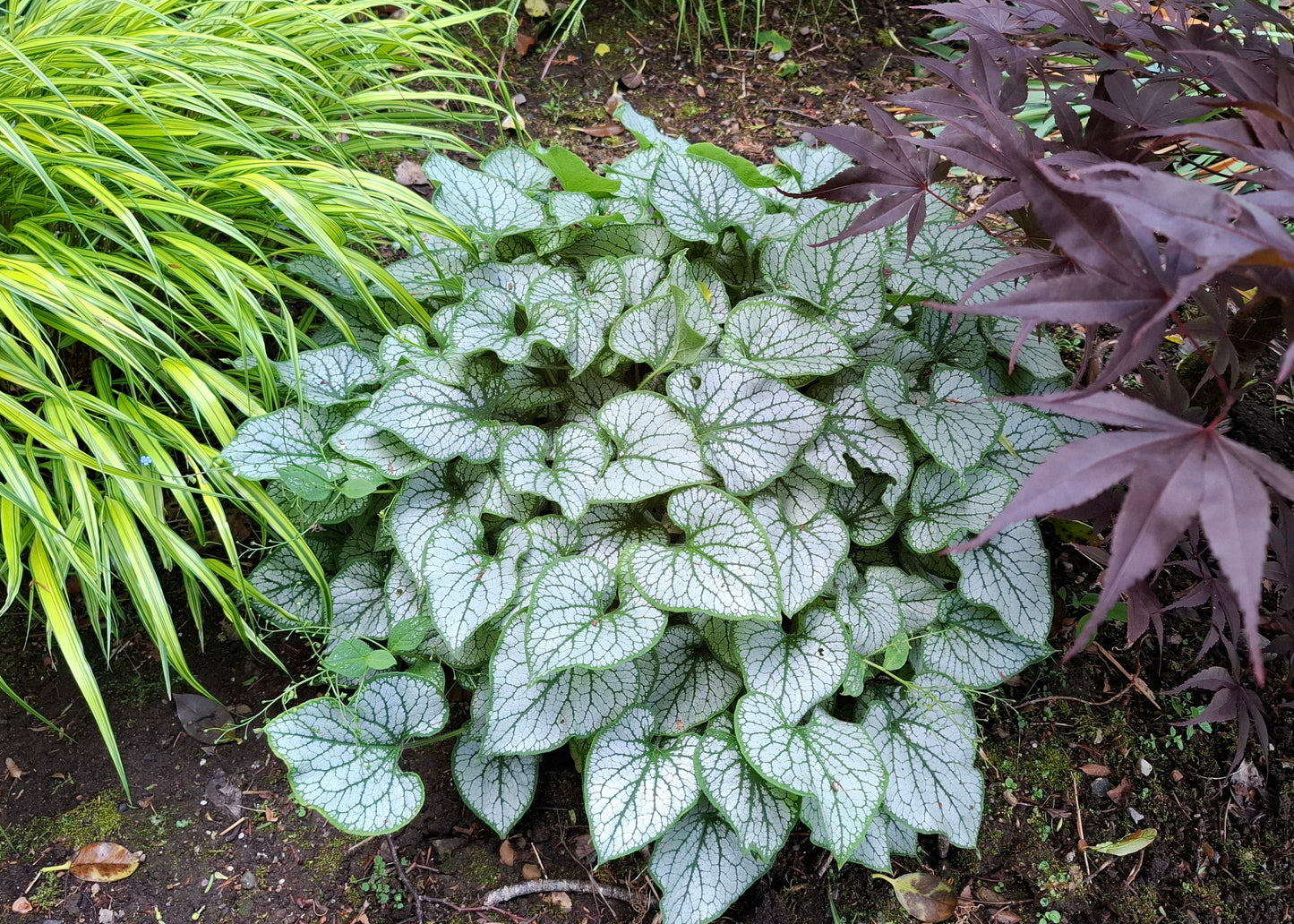 Brunnera macrophylla 'Jack Frost'