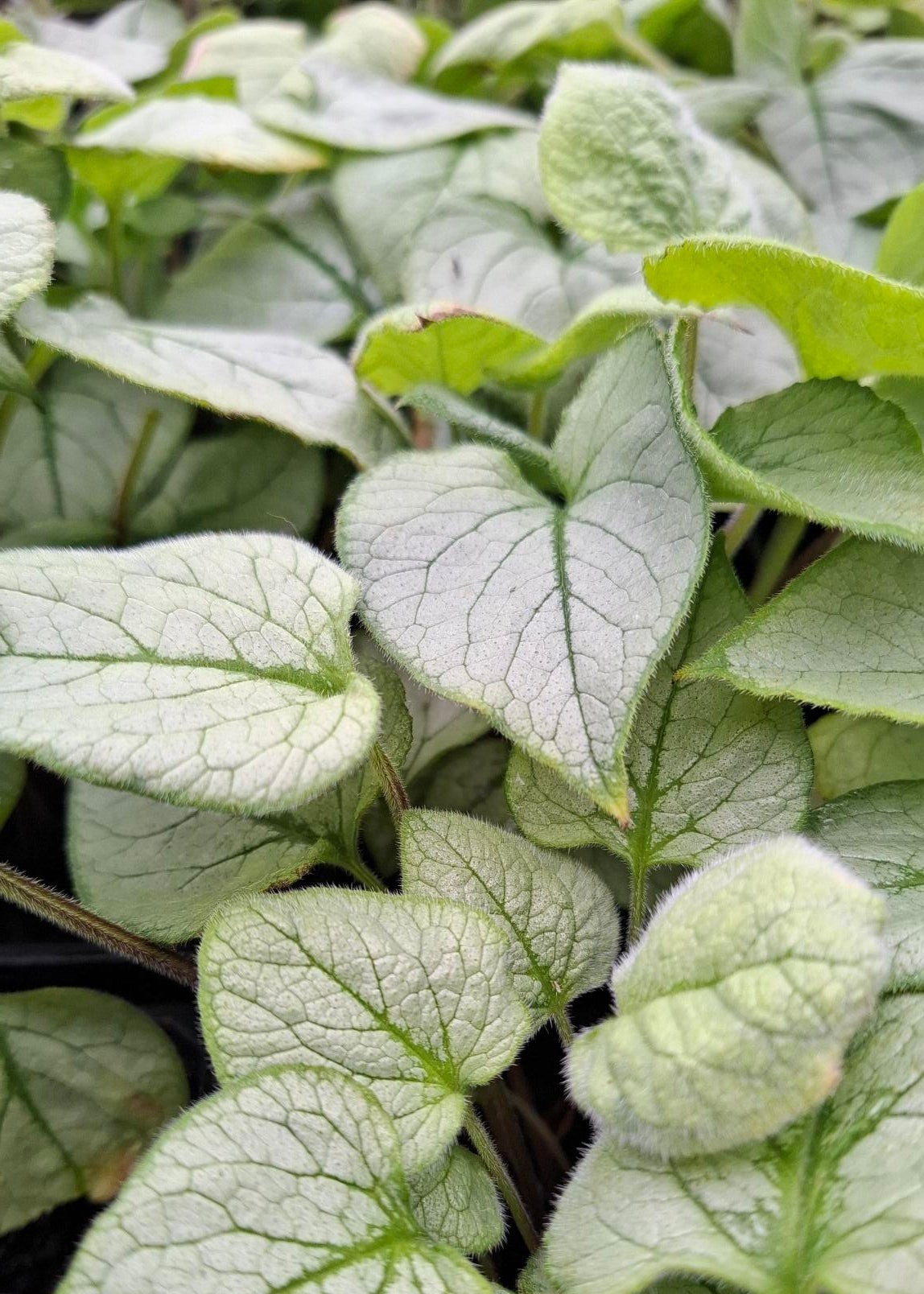 Brunnera macrophylla 'Looking Glass'