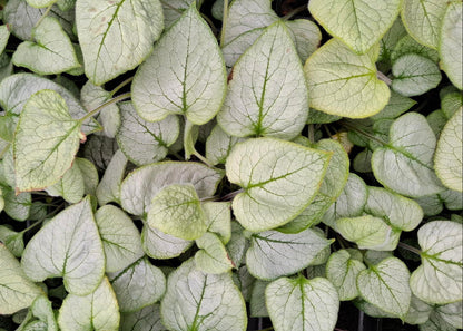 Brunnera macrophylla 'Looking Glass'