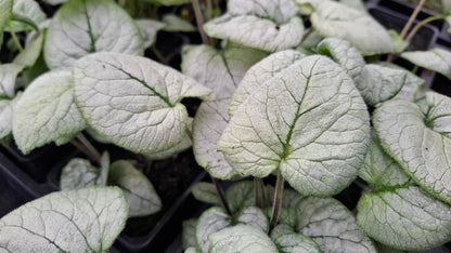 Brunnera macrophylla 'Looking Glass'