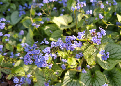 Brunnera macrophylla 'Silver Heart'