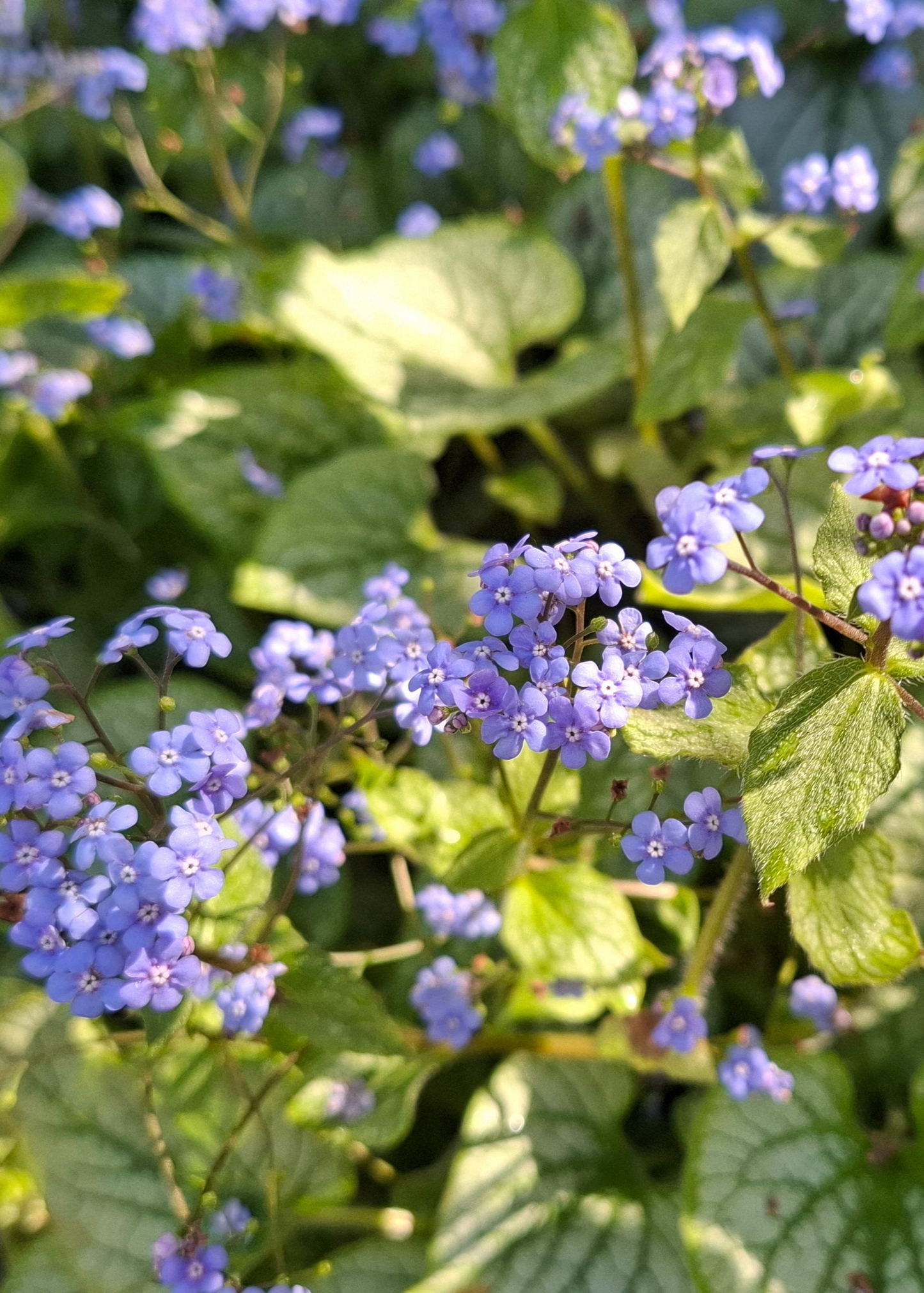 Brunnera macrophylla 'Silver Heart'
