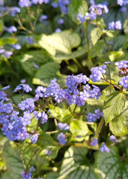 Brunnera macrophylla 'Silver Heart'