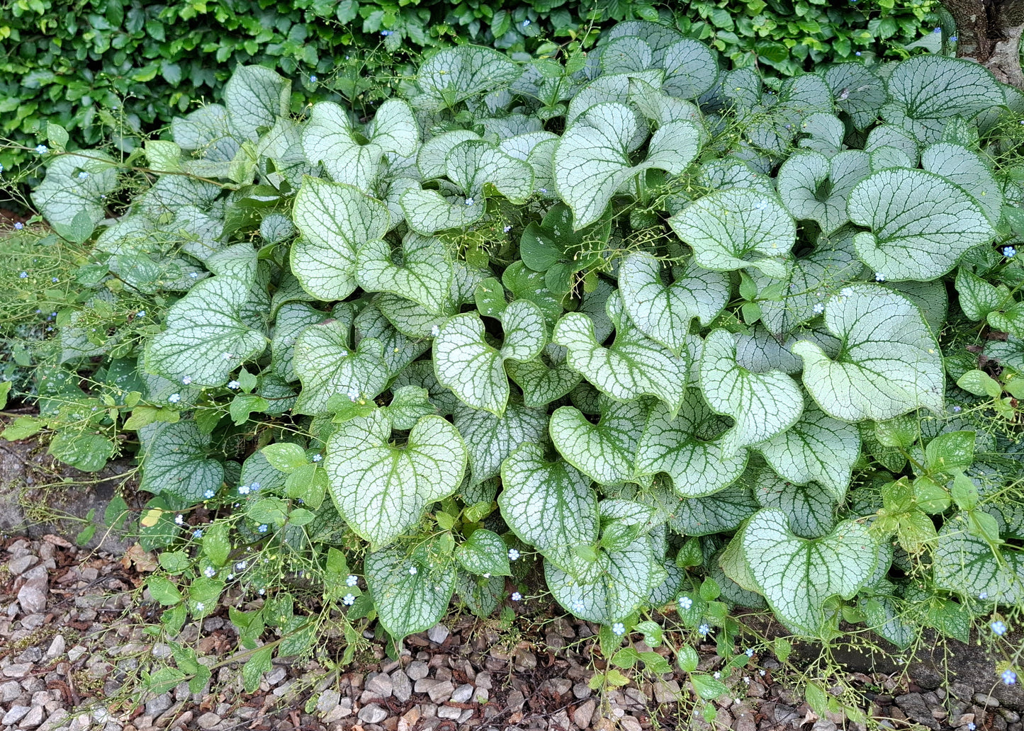 Brunnera macrophylla 'Silver Heart'