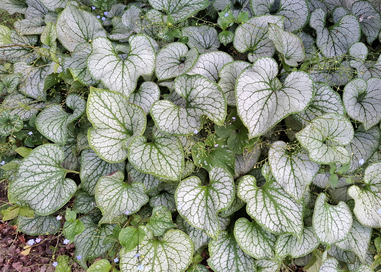 Brunnera macrophylla 'Silver Heart'