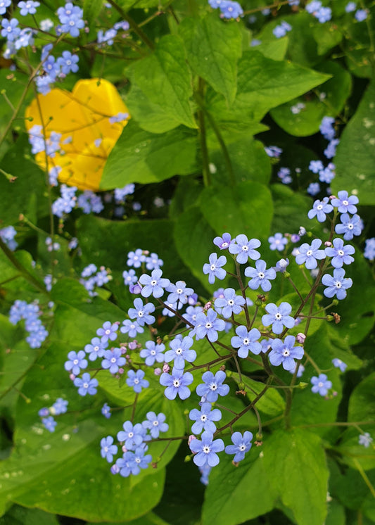 Brunnera macrophylla (Hybrid)