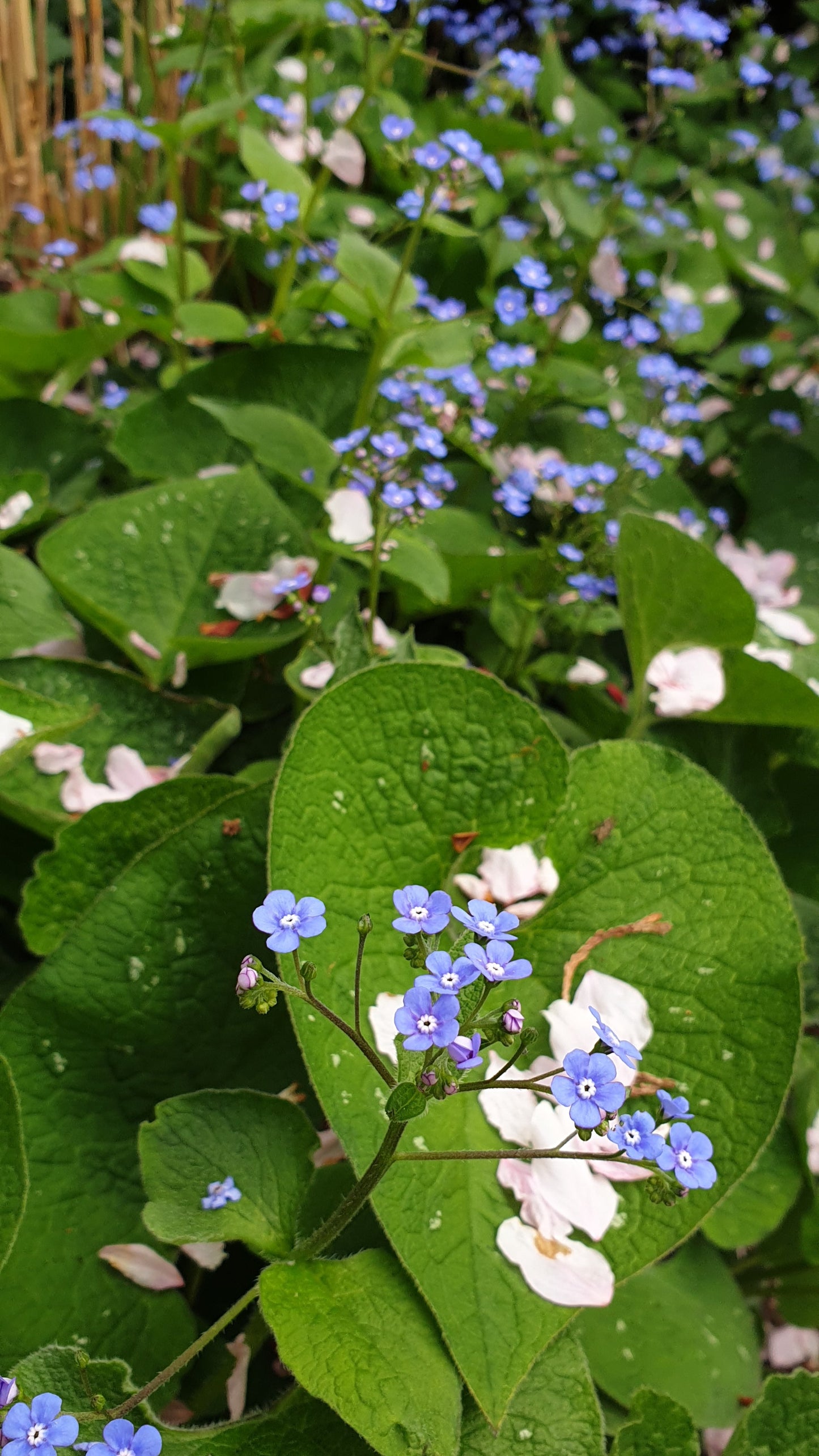 Brunnera macrophylla (Hybrid)